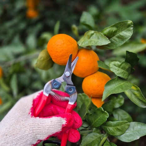 🍊제주도 귤따기 알바 처음 초보 후기 일당 제주 감귤 수확 1일 체험 당근 마켓 인력사무소