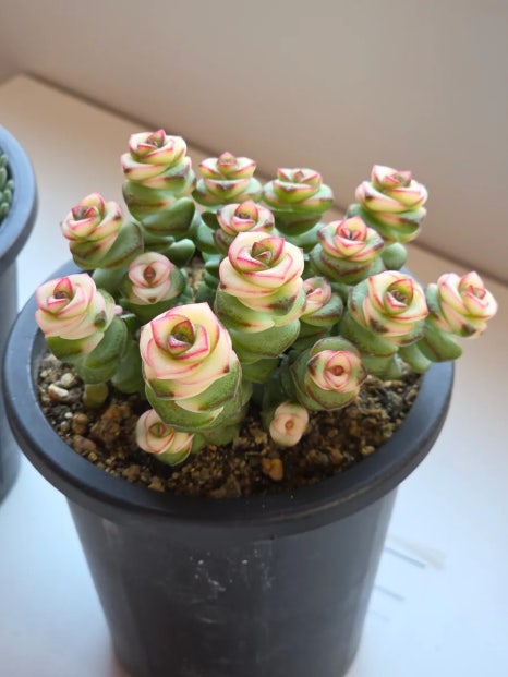 5평 원룸에서 선인장 식물 키우기 다육이 4평 인테리어 꾸미기